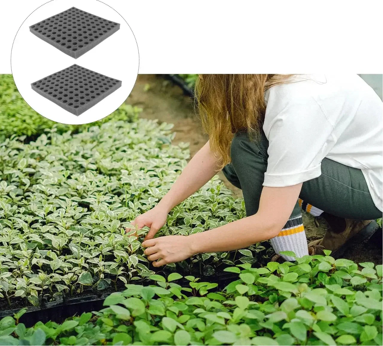 Hydroponic Grow Sponge Set – 100-PieceSoilless Seedling Plugs for Nursery Trays, Vegetable Propagation, Indoor Gardens and Reliable Seed Starting