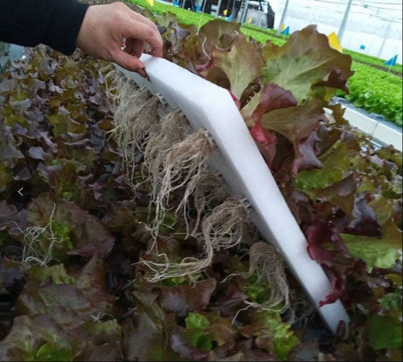 Hydroponic Planting Board – 24-Hole Floating Grow Raft for Fish Ponds, Balcony Gardens, Greenhouses, Soilless Vegetable Cultivation
