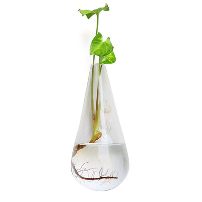 Wall Hanging Glass Vase – Hydroponic Plant Terrarium Planter for Flowers, Home Decor and Modern Garden Displays