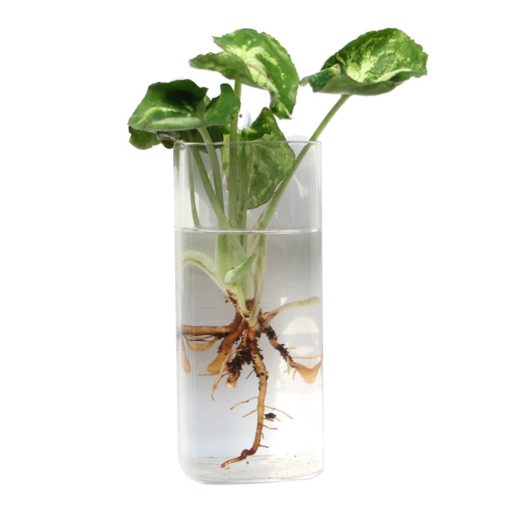 Wall Hanging Glass Vase – Hydroponic Plant Terrarium Planter for Flowers, Home Decor and Modern Garden Displays