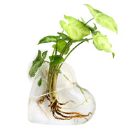 Round Belly Vase