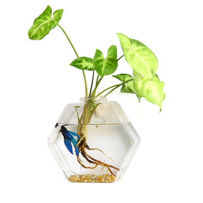 Wall Hanging Glass Vase – Hydroponic Plant Terrarium Planter for Flowers, Home Decor and Modern Garden Displays